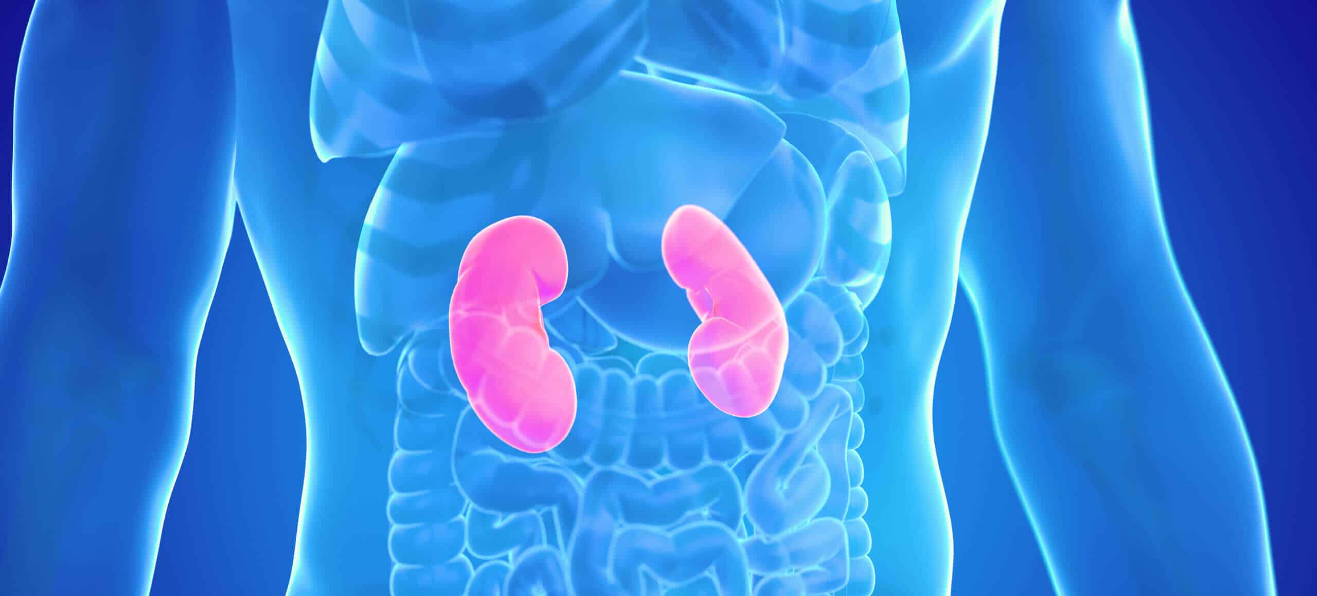 função renal